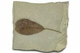 Fossil Legume (Leguminosites) Leaf - Green River, Utah #325575-1
